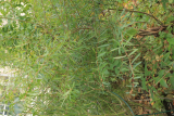 Salix purpurea 'Nana' RCP11-2019 (12).JPG